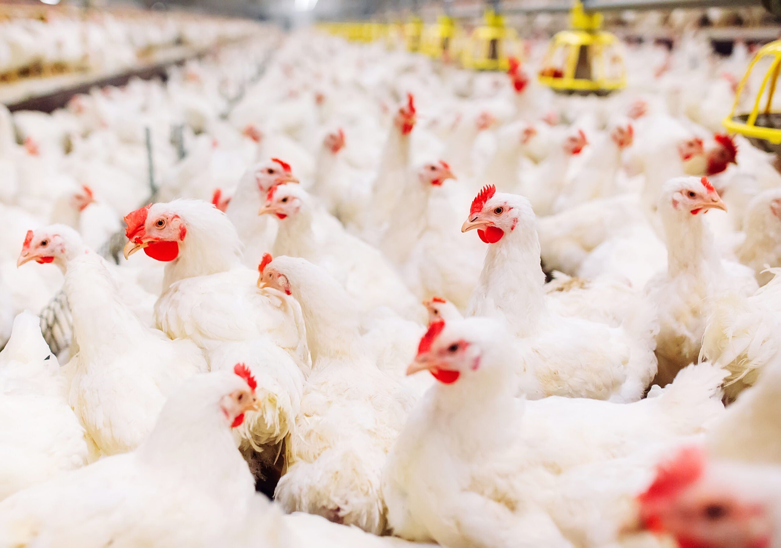 Indoors chicken farm, chicken feeding